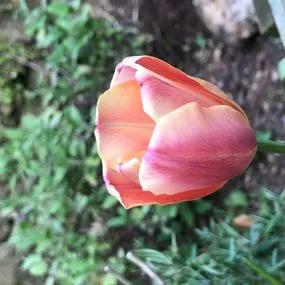 Apricot Foxx Tulip (Tulipa Apricot Foxx) Img 4